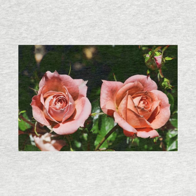 Peach patio roses by avrilharris